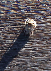 Eustala anastera