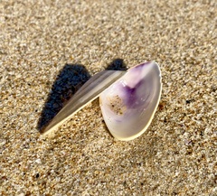 Latona deltoides