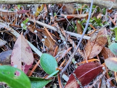 Marasmiellus filopes