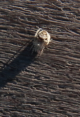 Eustala anastera