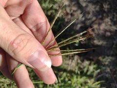 Bothriochloa pertusa