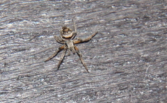 Eustala anastera