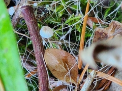 Marasmiellus filopes