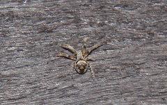Eustala anastera