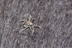 Eustala anastera
