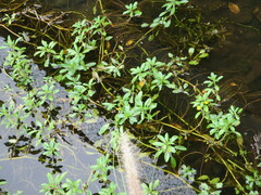 Ludwigia peploides