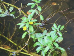 Ludwigia peploides