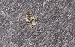 Eustala anastera