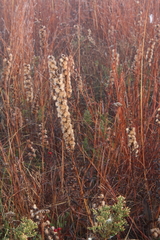 Liatris aspera