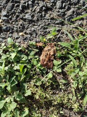 Calyptocarpus vialis