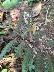 Burmeistera pterifolia