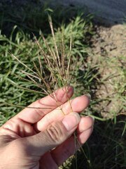 Dichanthium annulatum annulatum