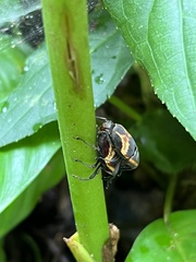 Dryophthorinae