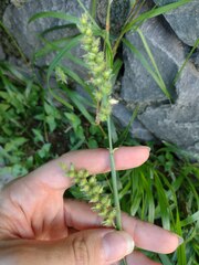 Cenchrus echinatus