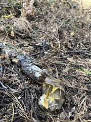 Suillus fuscotomentosus