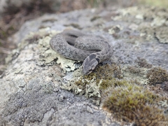 Macroprotodon brevis