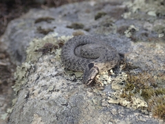Macroprotodon brevis