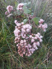 Ageratina deltoidea