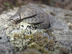 Macroprotodon brevis