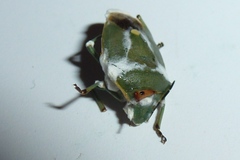 Beauveria bassiana