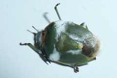 Beauveria bassiana