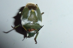 Beauveria bassiana