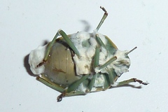 Beauveria bassiana