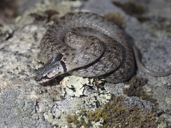 Macroprotodon brevis