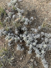 Grusonia clavata