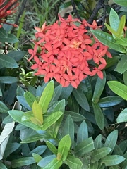 Ixora coccinea