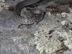 Macroprotodon brevis