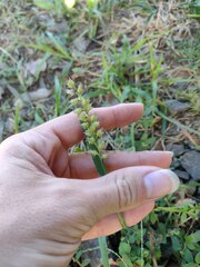 Cenchrus echinatus
