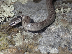 Macroprotodon brevis