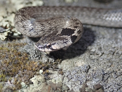 Macroprotodon brevis