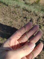 Eragrostis tenuifolia