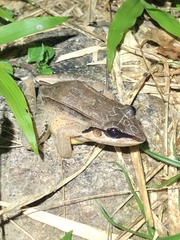 Leptodactylus didymus