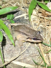 Leptodactylus didymus