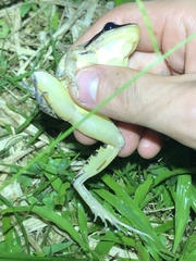 Leptodactylus didymus