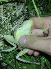 Leptodactylus didymus