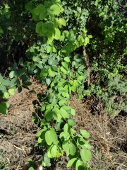 Pithecellobium dulce