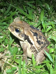 Rhinella marina