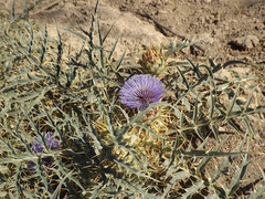 Cynara cardunculus