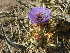 Cynara cardunculus
