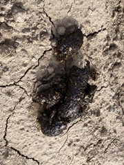 Spilogale gracilis