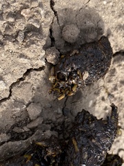 Spilogale gracilis