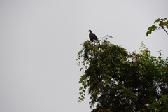 Buteogallus urubitinga