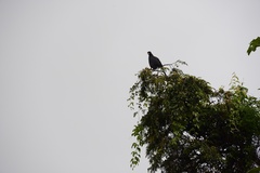 Buteogallus urubitinga