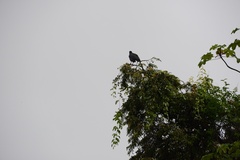 Buteogallus urubitinga