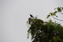 Buteogallus urubitinga