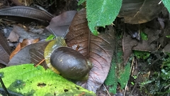 Plekocheilus jimenezi